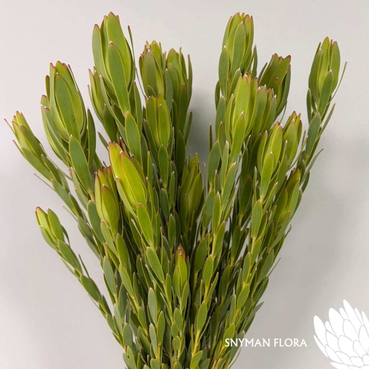 south-africa-protea-export-Leucadendron Procerum Spray.1