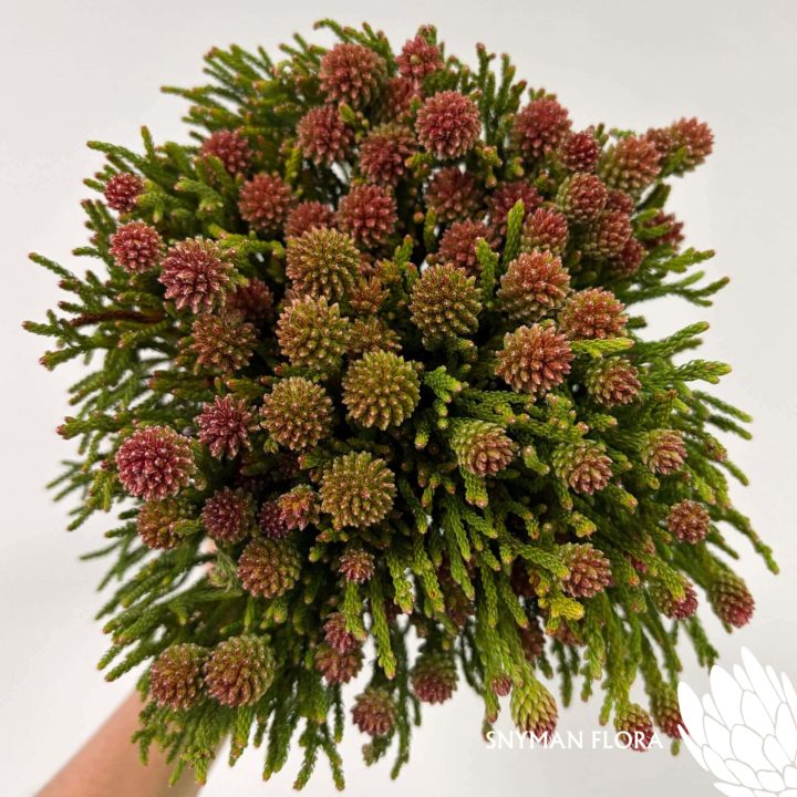 south-africa-protea-export-Nebelia Cluster Star