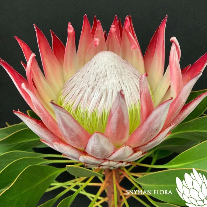south-africa-protea-export-Protea Cynaroides (Pink)