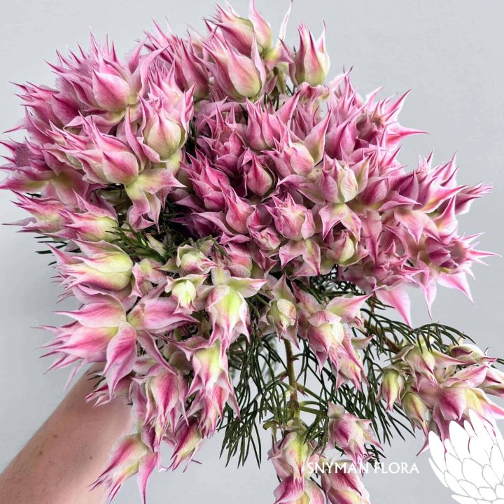 south-africa-protea-export-serruria pink